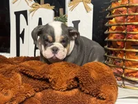 King Charles, a male English Bulldog for sale in Richmond, VA – 3 of 4