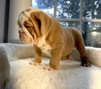 Prince William , a male English Bulldog for sale in Richmond, VA – 2 of 5