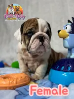 Ruby, a female English Bulldog for sale in Richmond, VA – 4 of 4