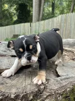 Marco, a male English Bulldog for sale in Richmond, VA – 3 of 4