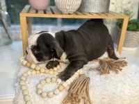 Autum, a female English Bulldog for sale in Richmond, VA – 3 of 4