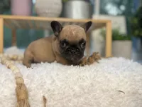 Maple , a female French Bulldog for sale in Richmond, VA – 4 of 4