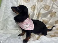 Lainey, a  Miniature Dachshund for sale in Richmond, VA – 5 of 5