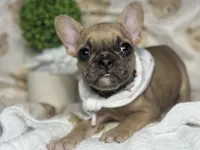 Jade , a female French Bulldog for sale in Richmond, VA – 2 of 4
