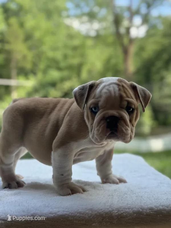 Maxwell – English Bulldog puppy for sale in Richmond, VA