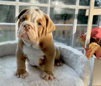 Prince William , a male English Bulldog for sale in Richmond, VA – 3 of 5