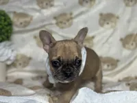 Jade , a female French Bulldog for sale in Richmond, VA – 3 of 4