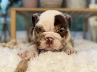 Willow , a female English Bulldog for sale in Richmond, VA – 4 of 4