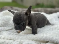 Bluey, a male French Bulldog for sale in Richmond, VA – 3 of 5