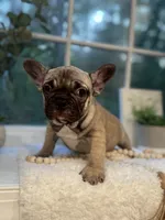 Pancho, a male French Bulldog for sale in Richmond, VA – 2 of 5