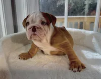 Queen Elizabeth , a female English Bulldog for sale in Richmond, VA – 1 of 3