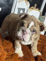 Rusty, a male English Bulldog for sale in Richmond, VA – 2 of 4