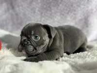 Max, a male French Bulldog for sale in Richmond, VA – 3 of 3