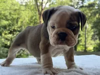 Froggy, a male English Bulldog for sale in Richmond, VA – 3 of 4