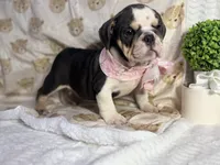 Hazel, a female English Bulldog for sale in Richmond, VA – 4 of 5
