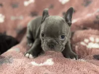 Athena, a female French Bulldog for sale in Richmond, VA – 1 of 6