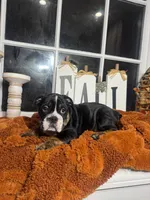 Scarlett , a female English Bulldog for sale in Richmond, VA – 2 of 3