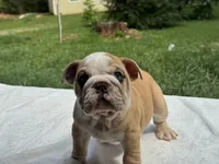 Dumbo, a male English Bulldog for sale in Richmond, VA – 3 of 4