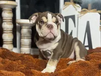 Hunter , a male English Bulldog for sale in Richmond, VA – 3 of 4