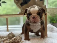 Mocha , a female English Bulldog for sale in Richmond, VA – 2 of 5
