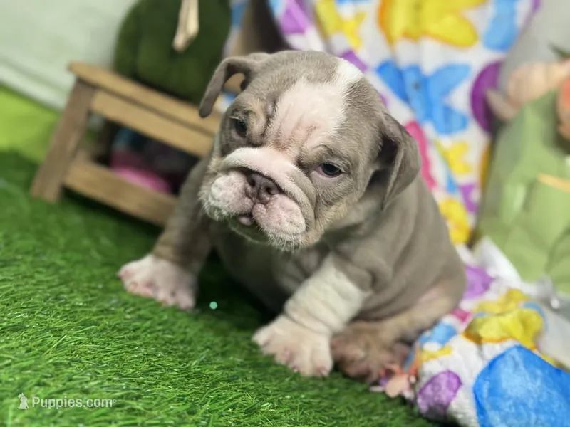 Leon, a female English Bulldog for sale in Richmond, VA – Photo 1 of 4