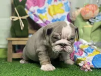 Leon, a female English Bulldog for sale in Richmond, VA – Photo 2 of 4