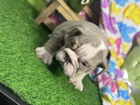 Leon, a female English Bulldog for sale in Richmond, VA – Photo 4 of 4