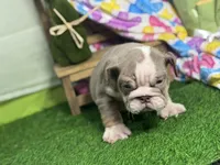 Leon, a female English Bulldog for sale in Richmond, VA – Photo 3 of 4