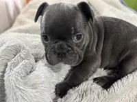 Max, a male French Bulldog for sale in Richmond, VA – 2 of 3