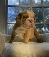 Prince William , a male English Bulldog for sale in Richmond, VA – 5 of 5