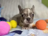 Sunshine , a female French Bulldog for sale in Richmond, VA – 4 of 4