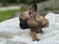 Taqui, a male French Bulldog for sale in Richmond, VA – 2 of 4