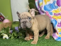 Nolo, a male French Bulldog for sale in Richmond, VA – Photo 2 of 5