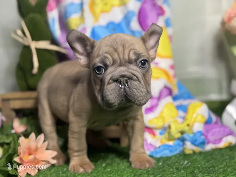 Nolo, a male French Bulldog for sale in Richmond, VA – Photo 1 of 5
