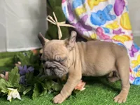 Nolo, a male French Bulldog for sale in Richmond, VA – Photo 4 of 5