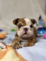 Nacho, a male English Bulldog for sale in Richmond, VA – 2 of 5