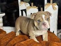 Rusty, a male English Bulldog for sale in Richmond, VA – 3 of 4