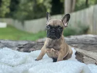 Churro, a male French Bulldog for sale in Richmond, VA – 1 of 3