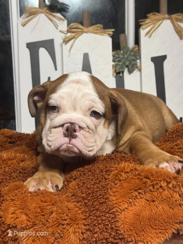 Queen Elizabeth  – English Bulldog puppy for sale in Richmond, VA