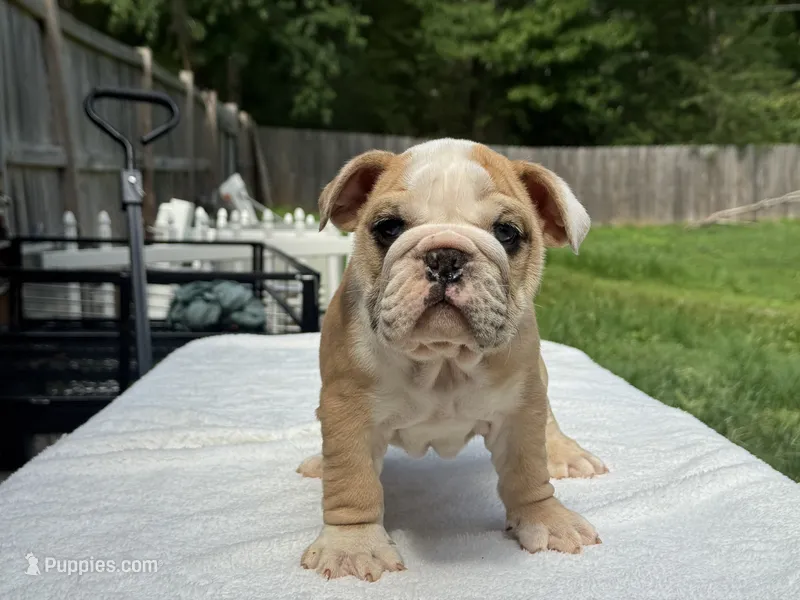 Dumbo – English Bulldog puppy for sale in Richmond, VA