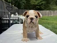Dumbo, a male English Bulldog for sale in Richmond, VA – 1 of 4