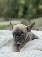 Bear , a male French Bulldog for sale in Richmond, VA – 2 of 4