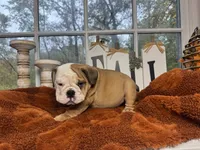 Po, a male English Bulldog for sale in Richmond, VA – 3 of 4