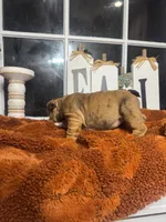 Amber , a female English Bulldog for sale in Richmond, VA – 4 of 4