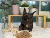 Coco Bean , a female French Bulldog for sale in Richmond, VA – 3 of 4