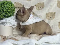 Jade , a female French Bulldog for sale in Richmond, VA – 4 of 4