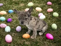 Donatella, a female French Bulldog for sale in Richmond, VA – Photo 3 of 3