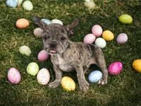 Donatella, a female French Bulldog for sale in Richmond, VA – Photo 2 of 3