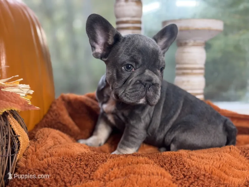 Oakley – French Bulldog puppy for sale in Richmond, VA