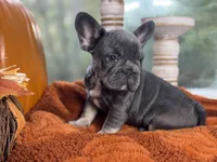 Oakley, a male French Bulldog for sale in Richmond, VA – 1 of 3